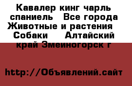 Кавалер кинг чарль спаниель - Все города Животные и растения » Собаки   . Алтайский край,Змеиногорск г.